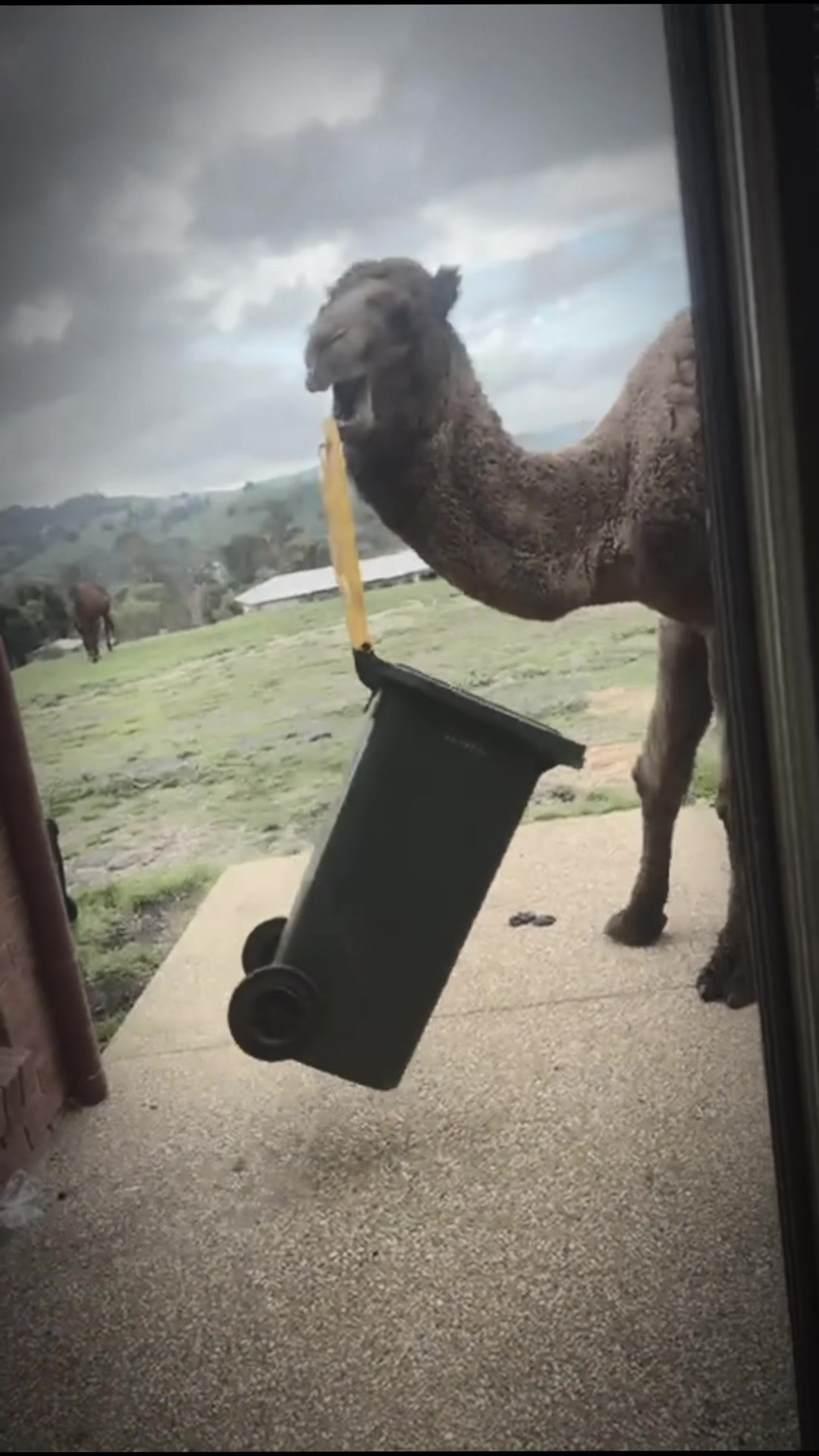 @auraful_animals