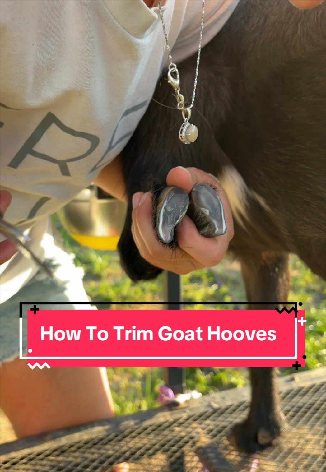 @Heart & Hoof Homestead