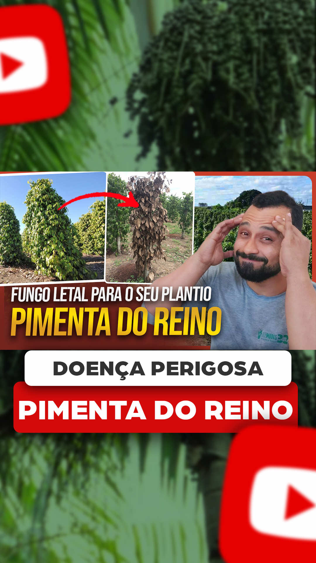 @ViveiroProMudas