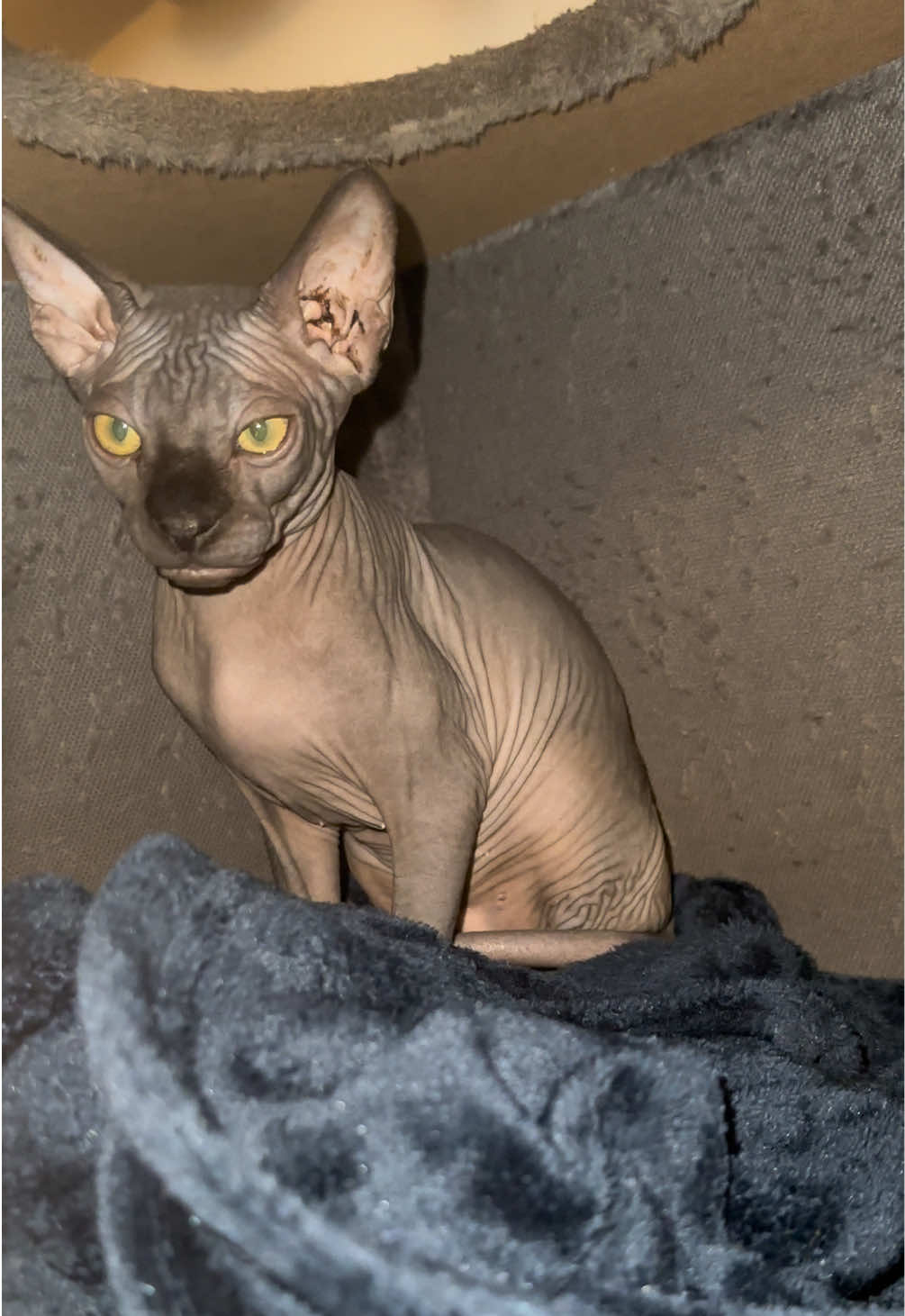 @vanilleetbeerus
