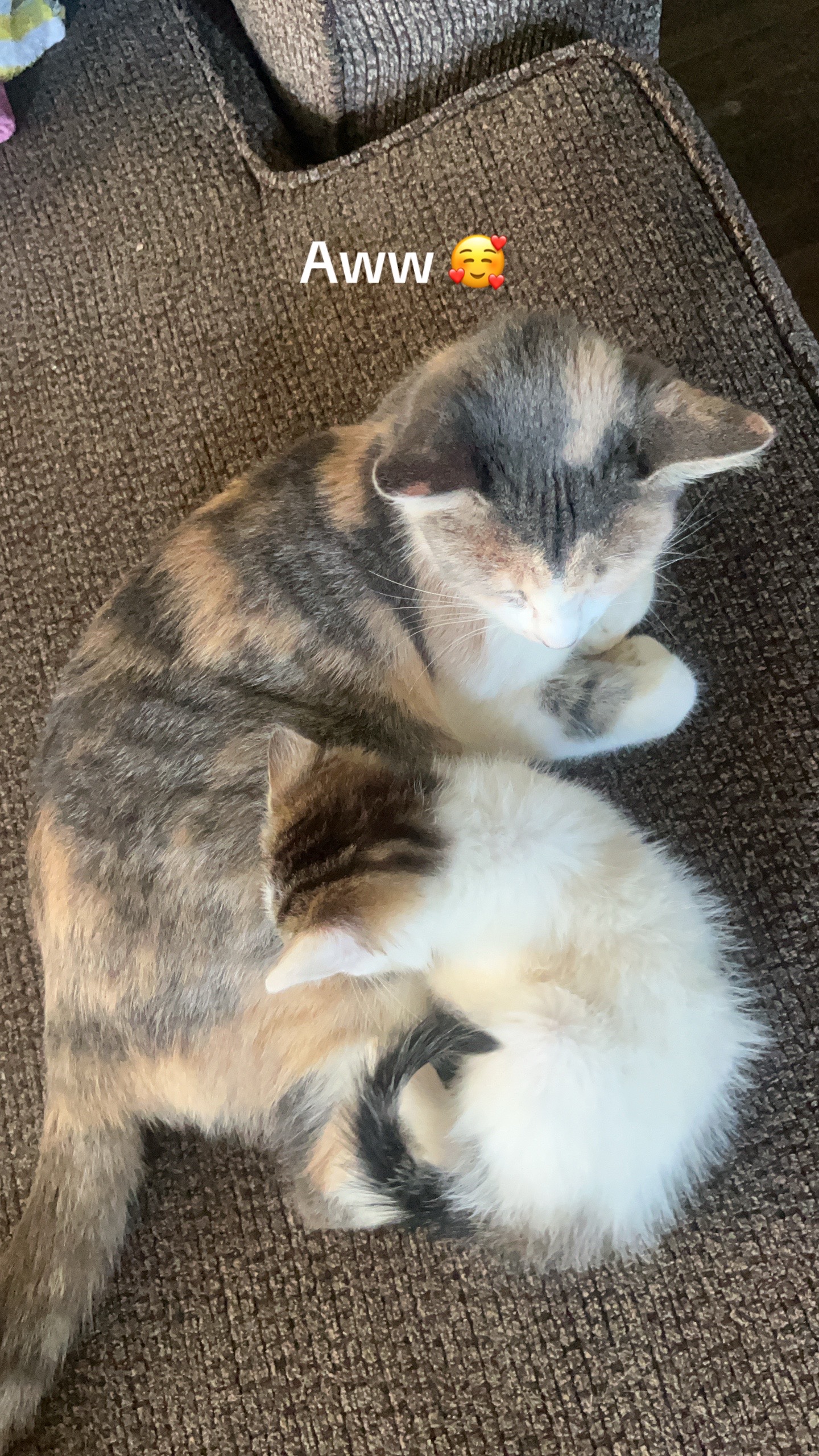 @kittencattuff