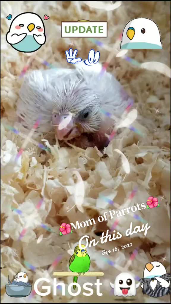 @🦋🇵🇷Mom of Parrots🇵🇷🦋