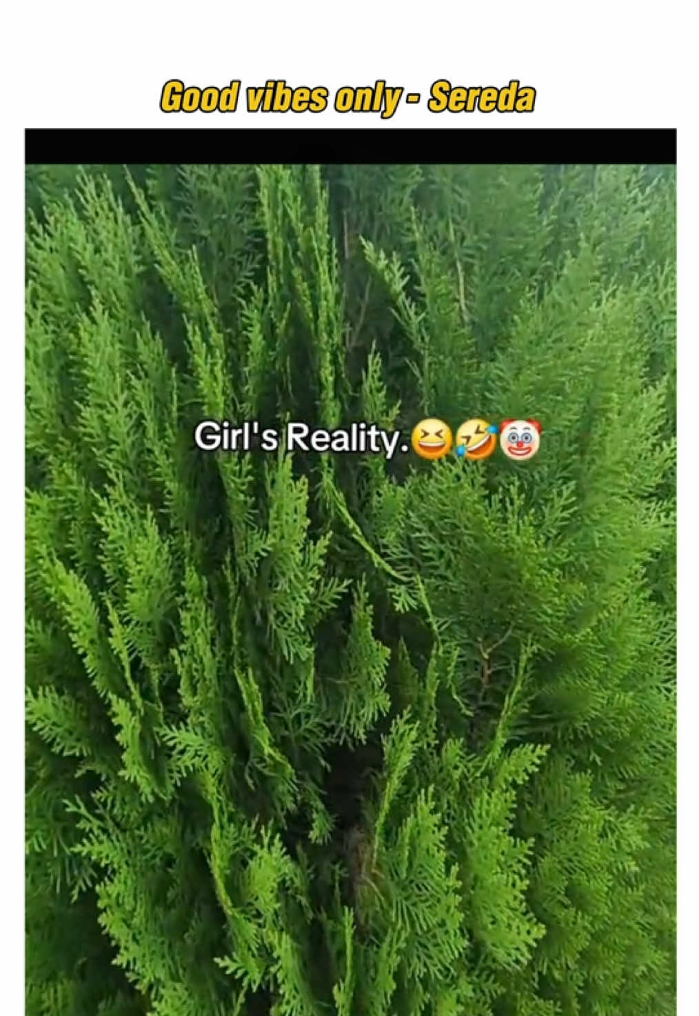@Sereda