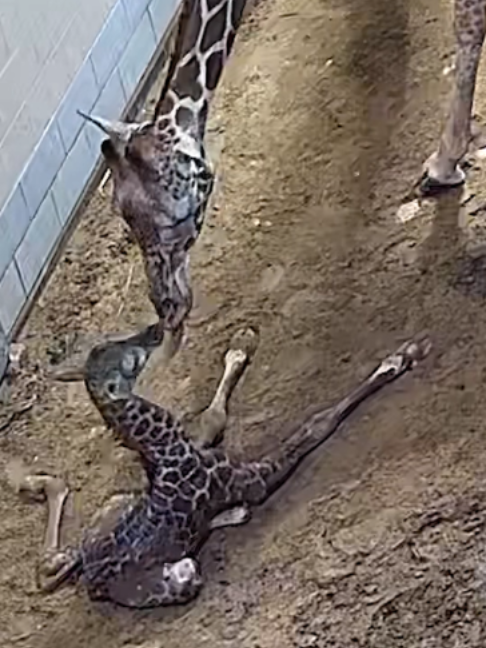 @The Toledo Zoo