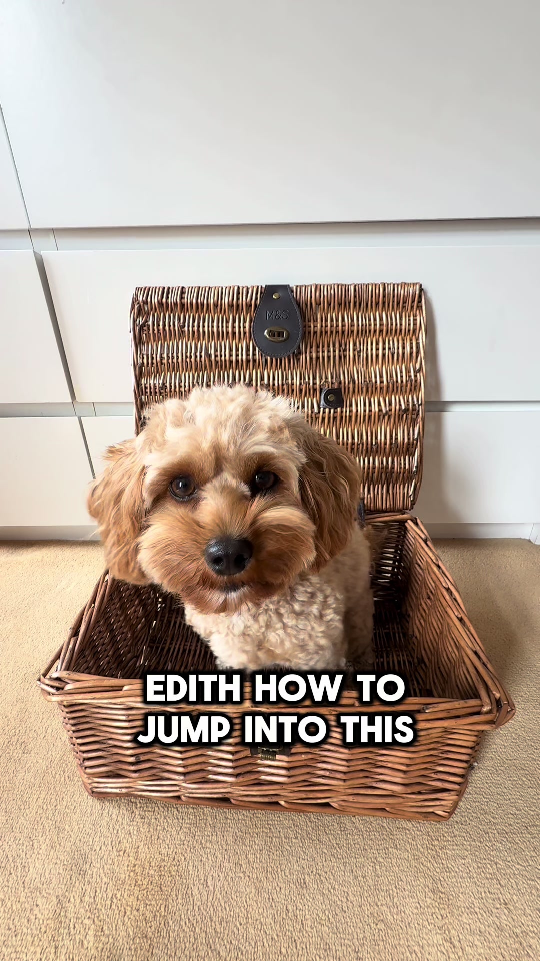 @MilneandMutt