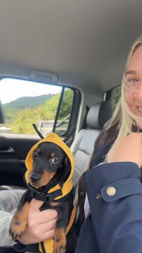 @Lottie Lu mini Dachshund 🎀🩷
