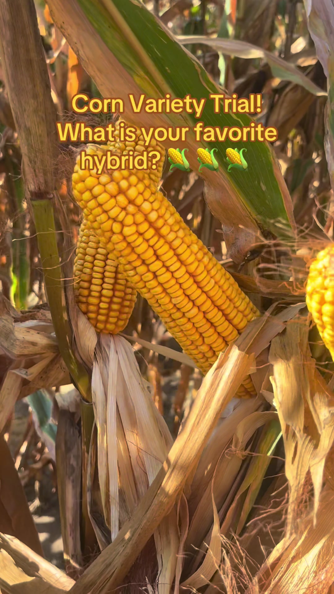 @hookfamilyfarms