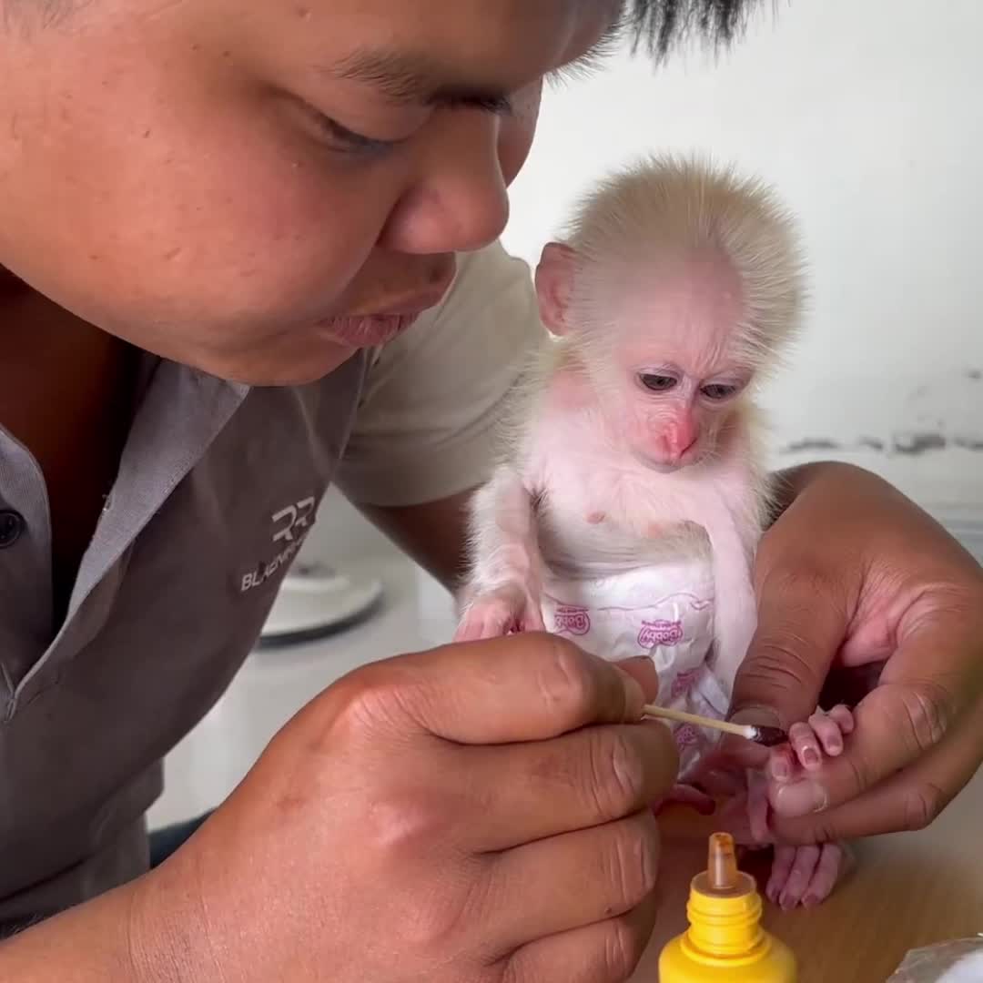 @Monkey TP