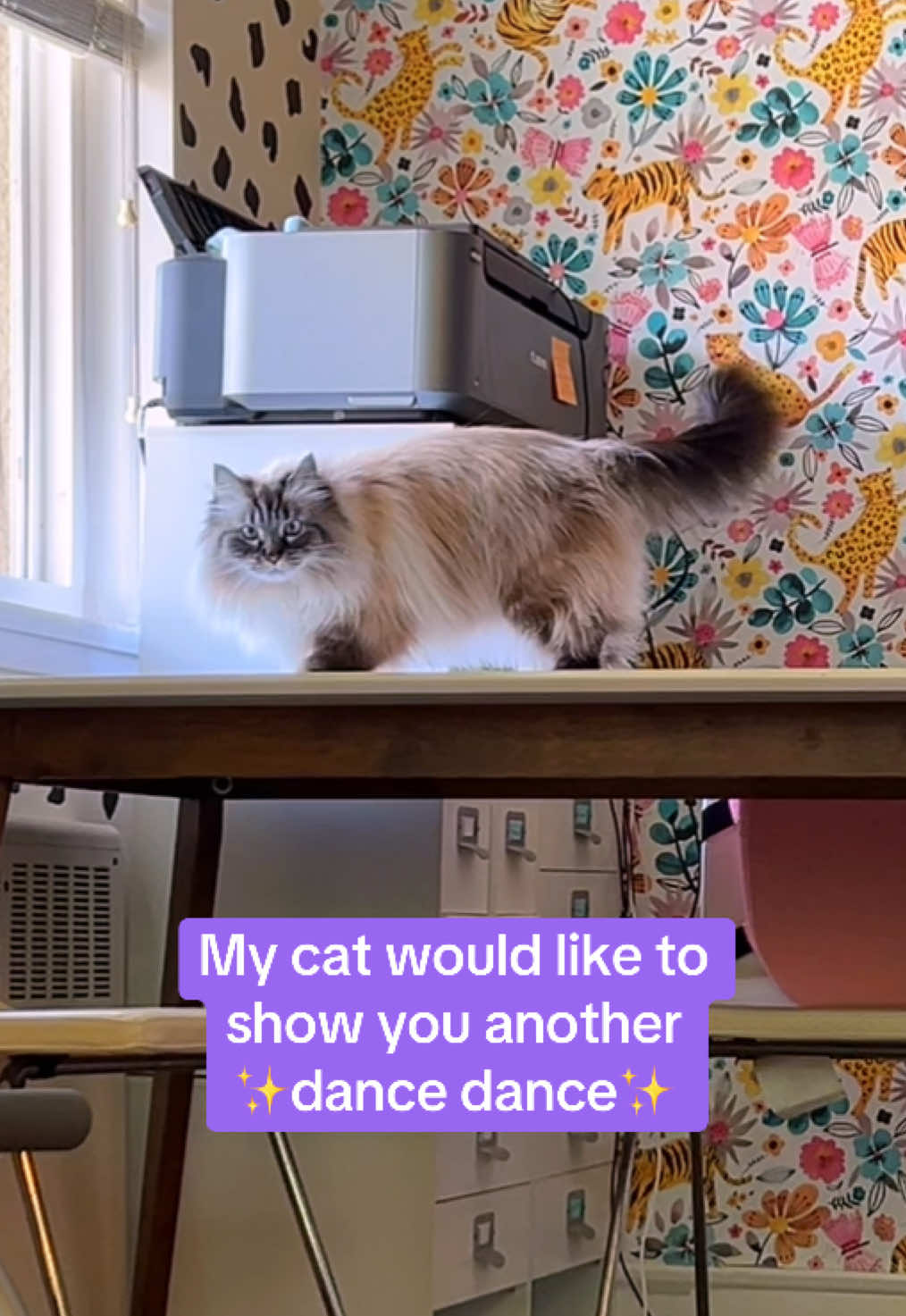 @My Cat Is People 🇨🇦