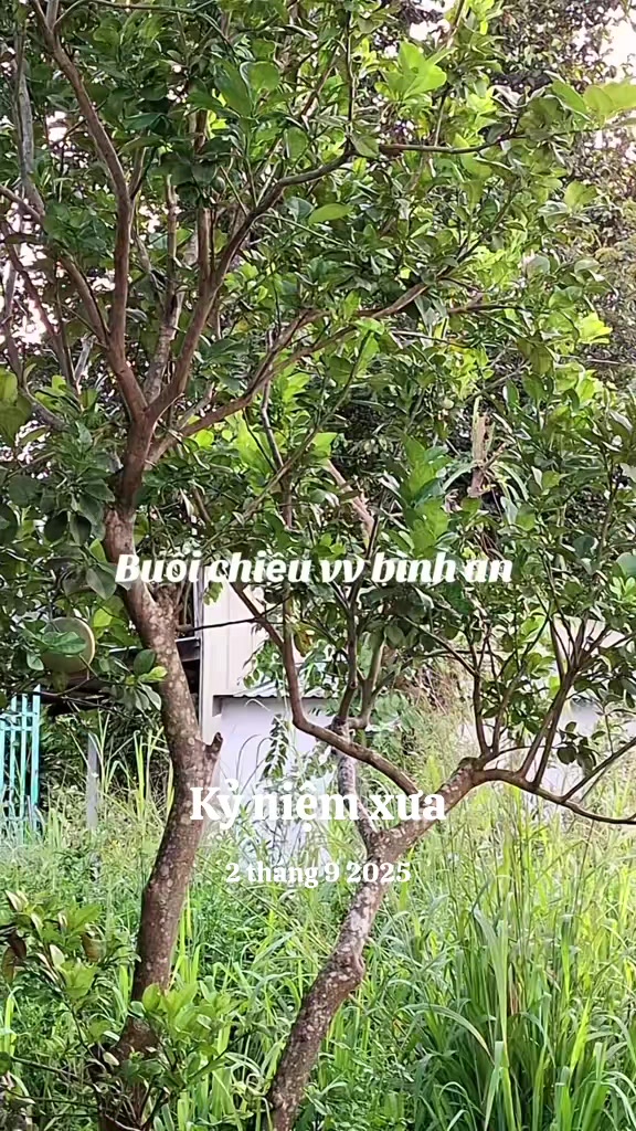 @nguyễn dung
