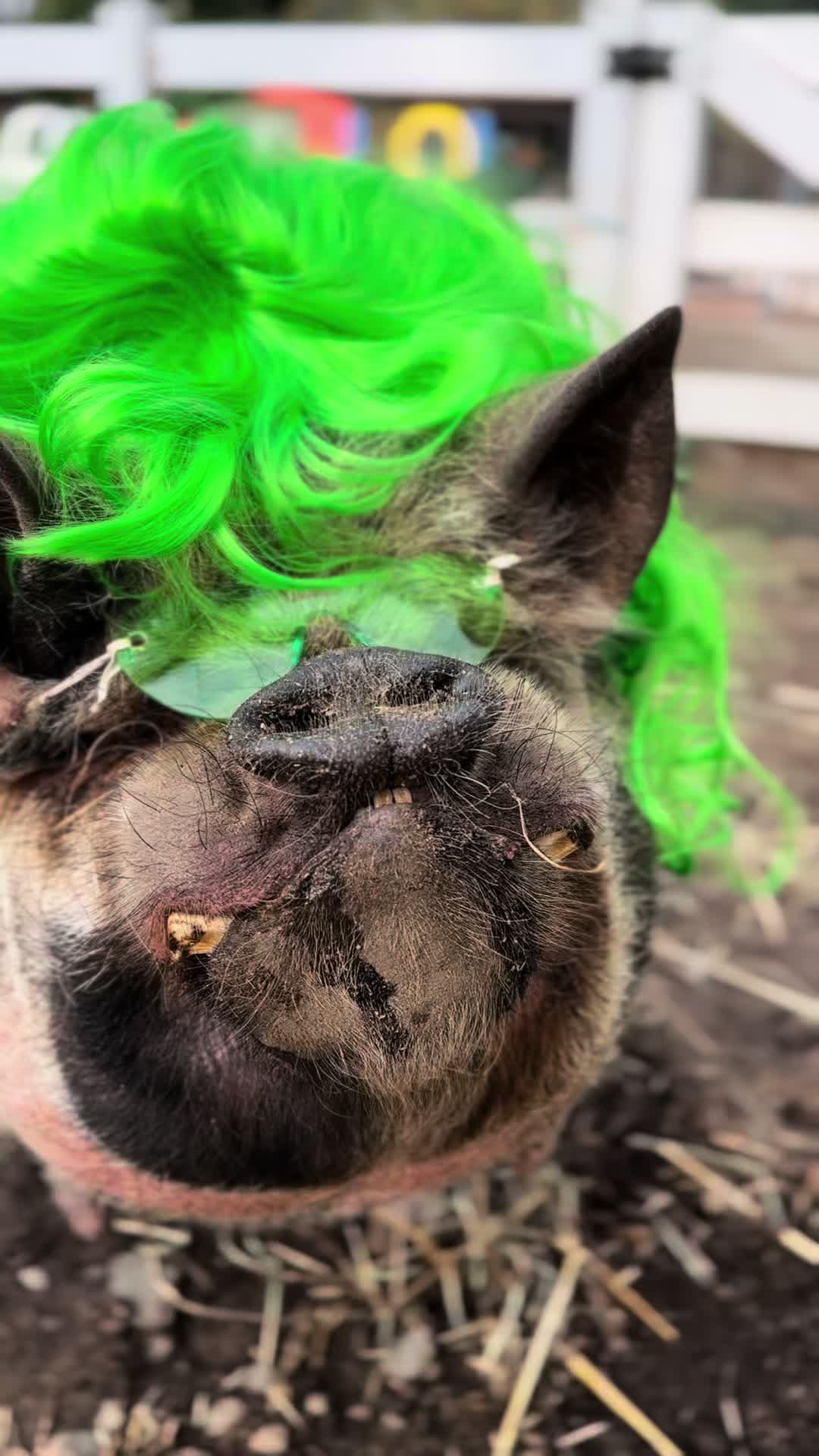 @thewinstonthepig