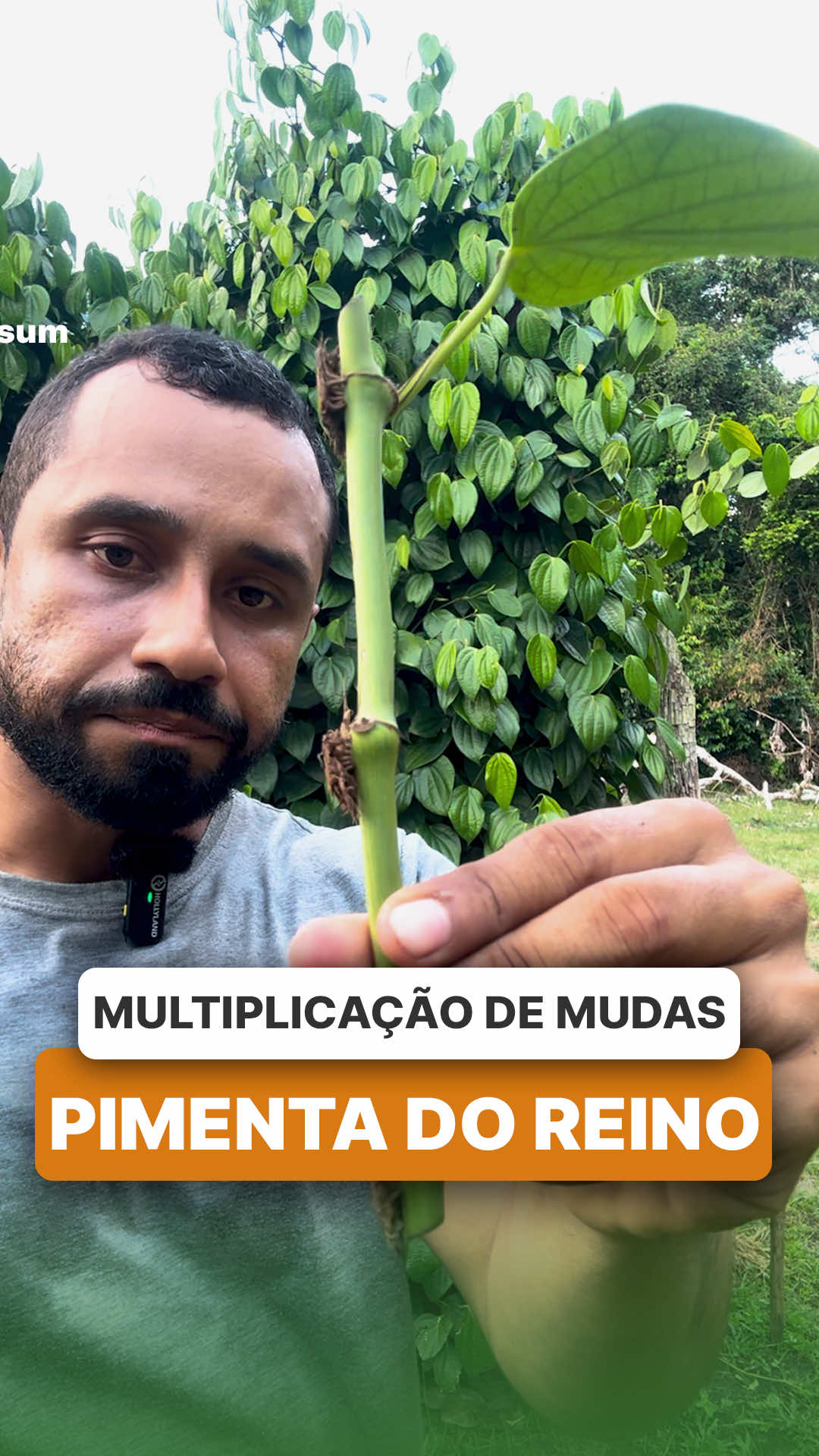 @ViveiroProMudas