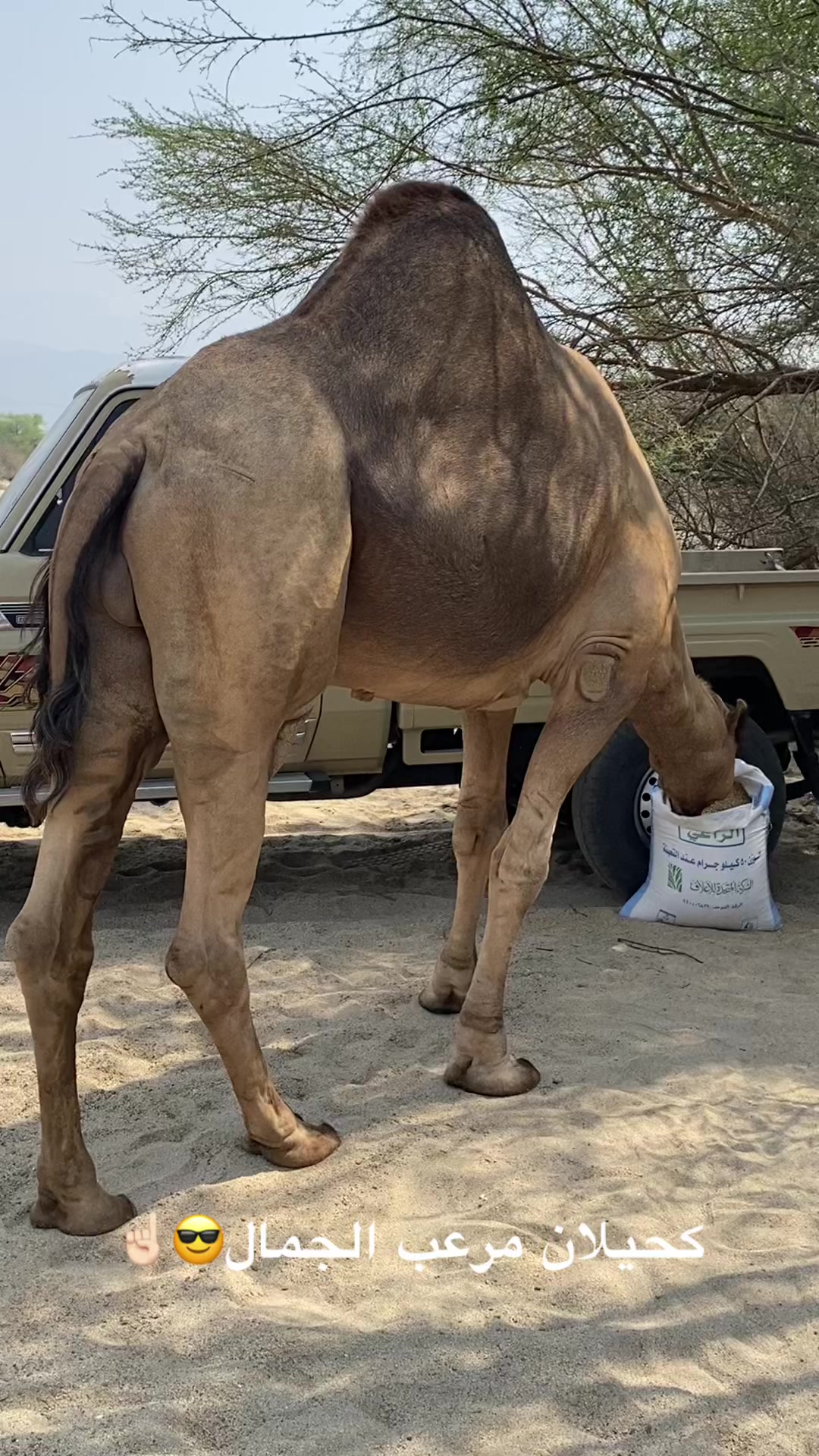 @سلطان الزهراني 702