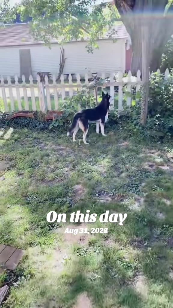 @Martin Scorsese the husky