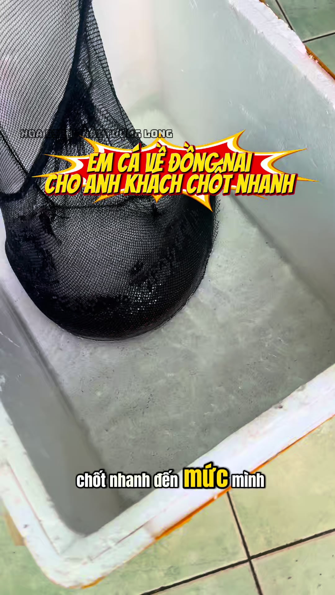 @Hoa Biển - Hải Tượng Long