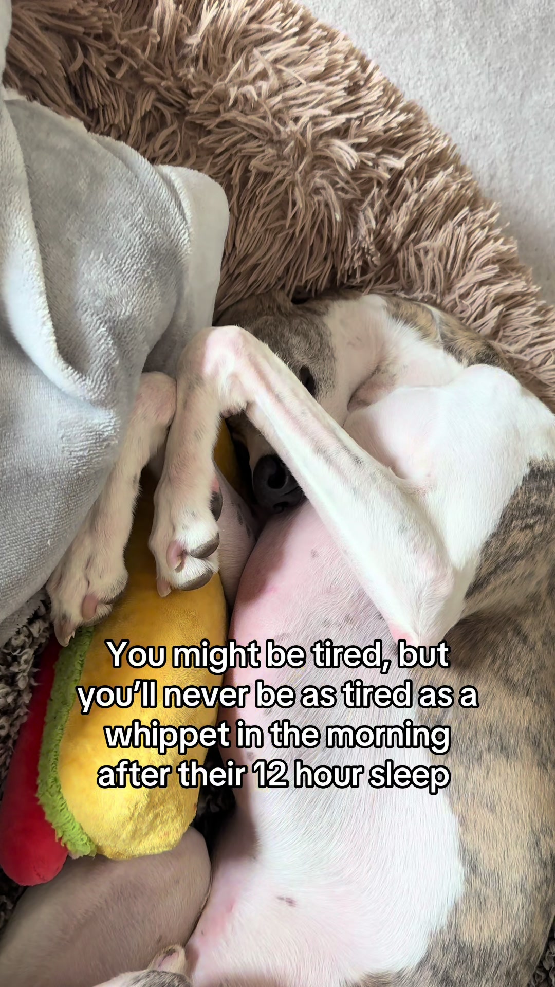 @Kayce Dog๐คช๐ฉท