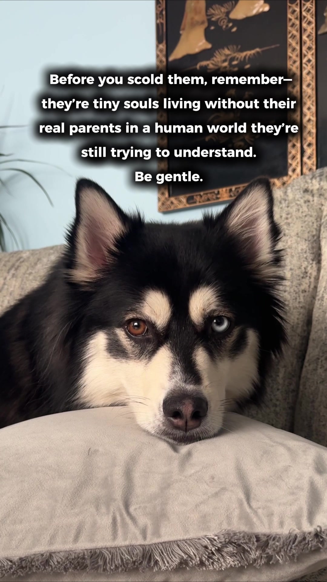 @Zeus the Pomsky🐾