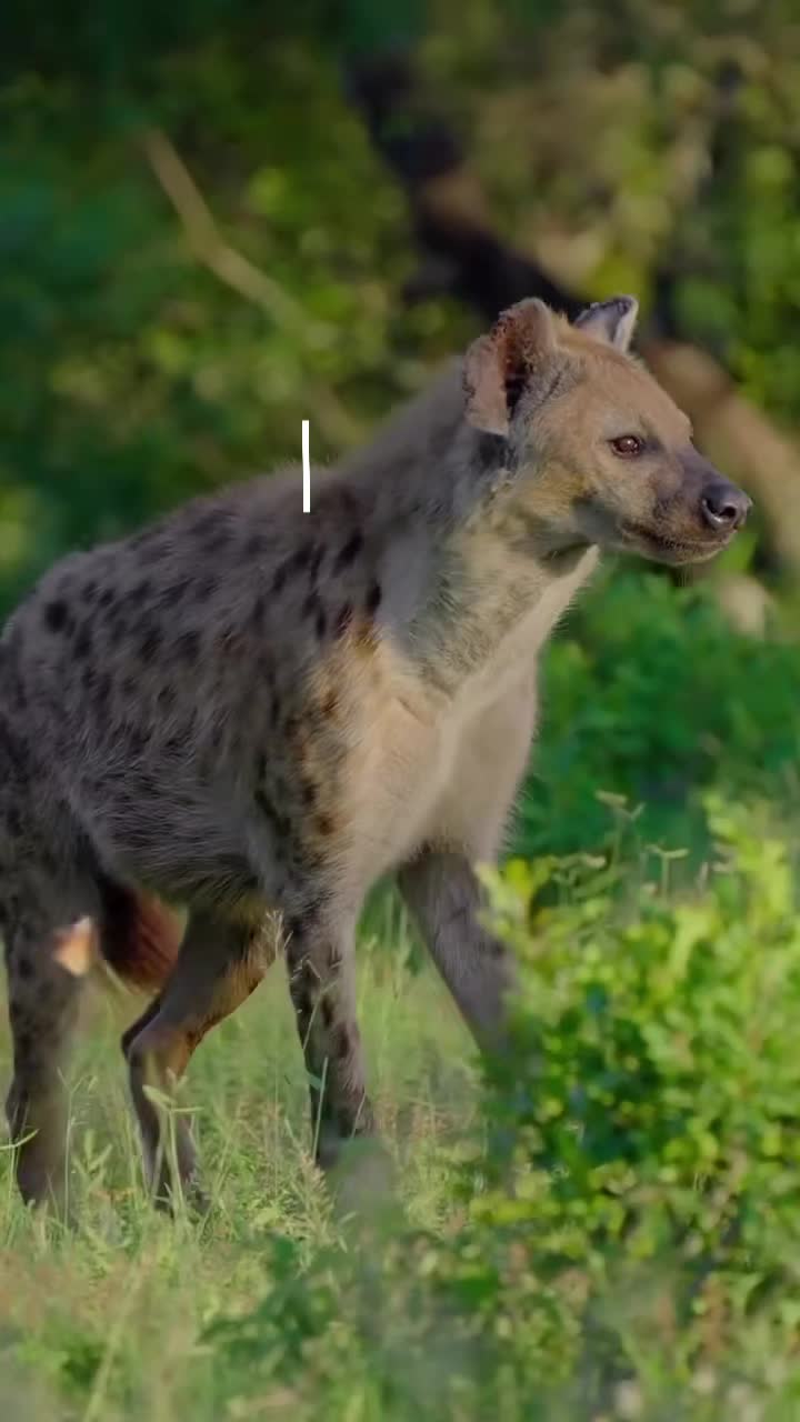 @AbrahamTheHyena✝️