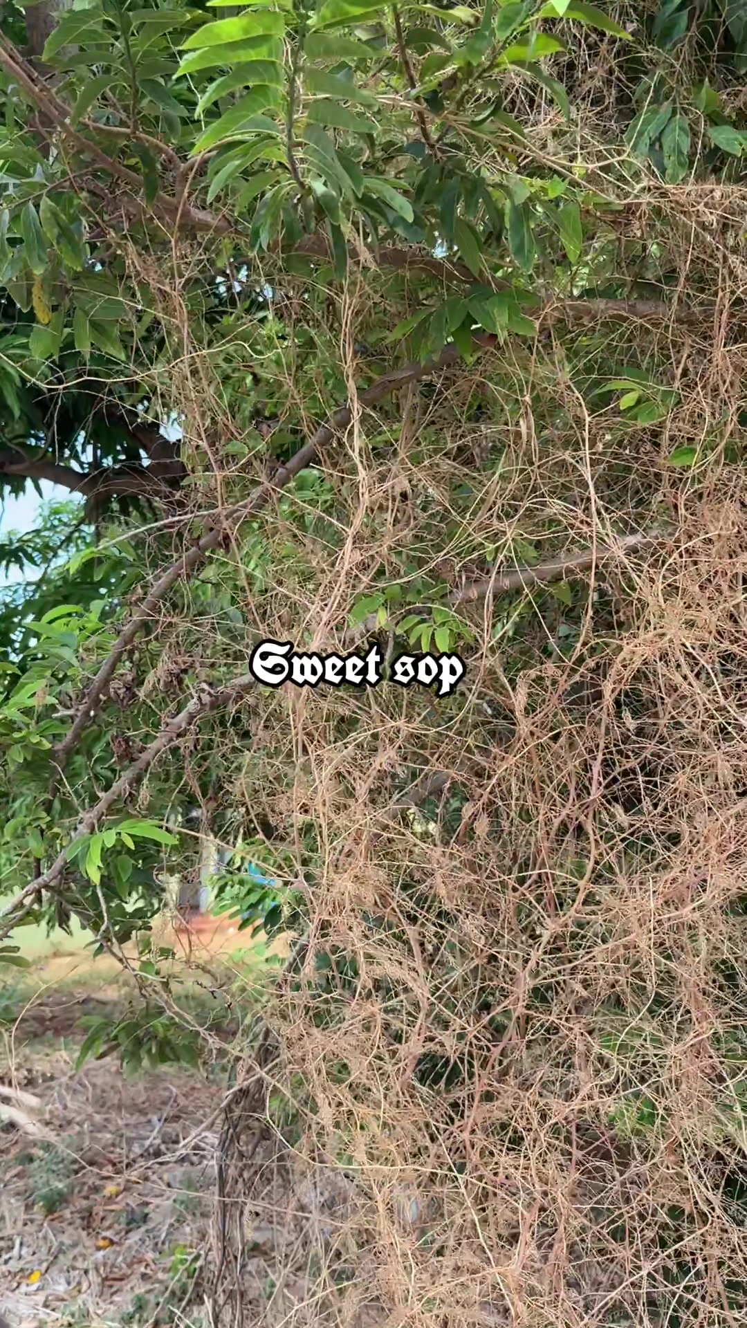 @jamaicasurveyors