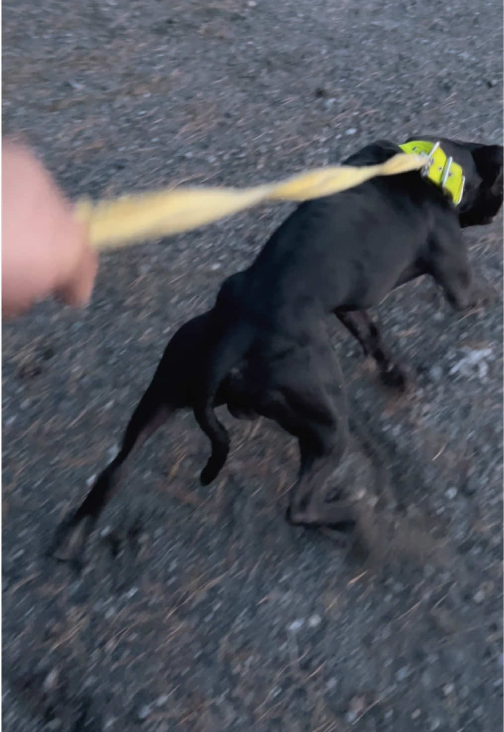 @Black&Yellow Kennel