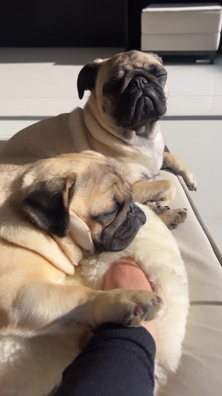 @pugSofyHarry