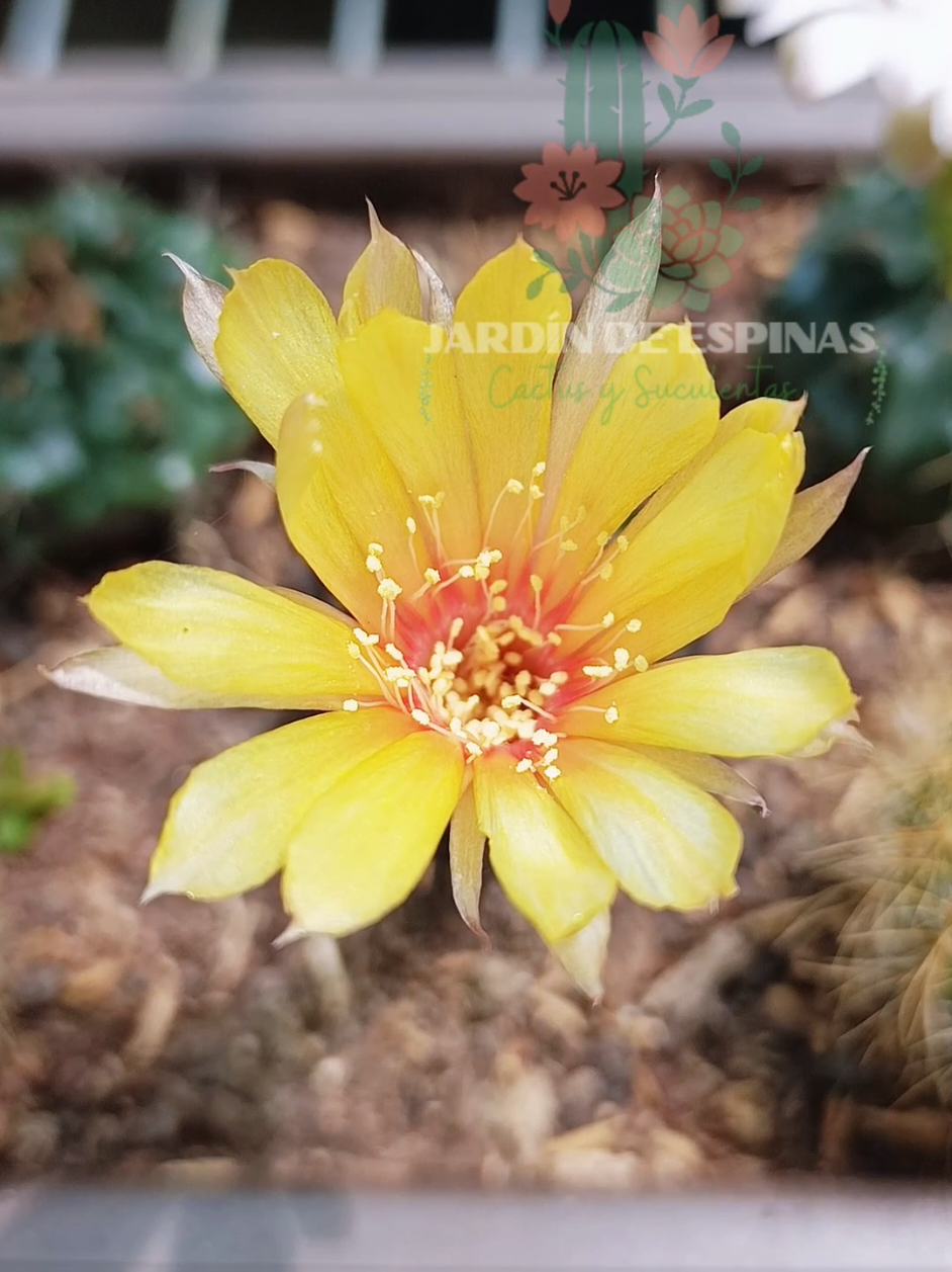 @CACTUS JARDIN DE ESPINAS