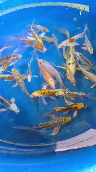 @We'reSo Koi