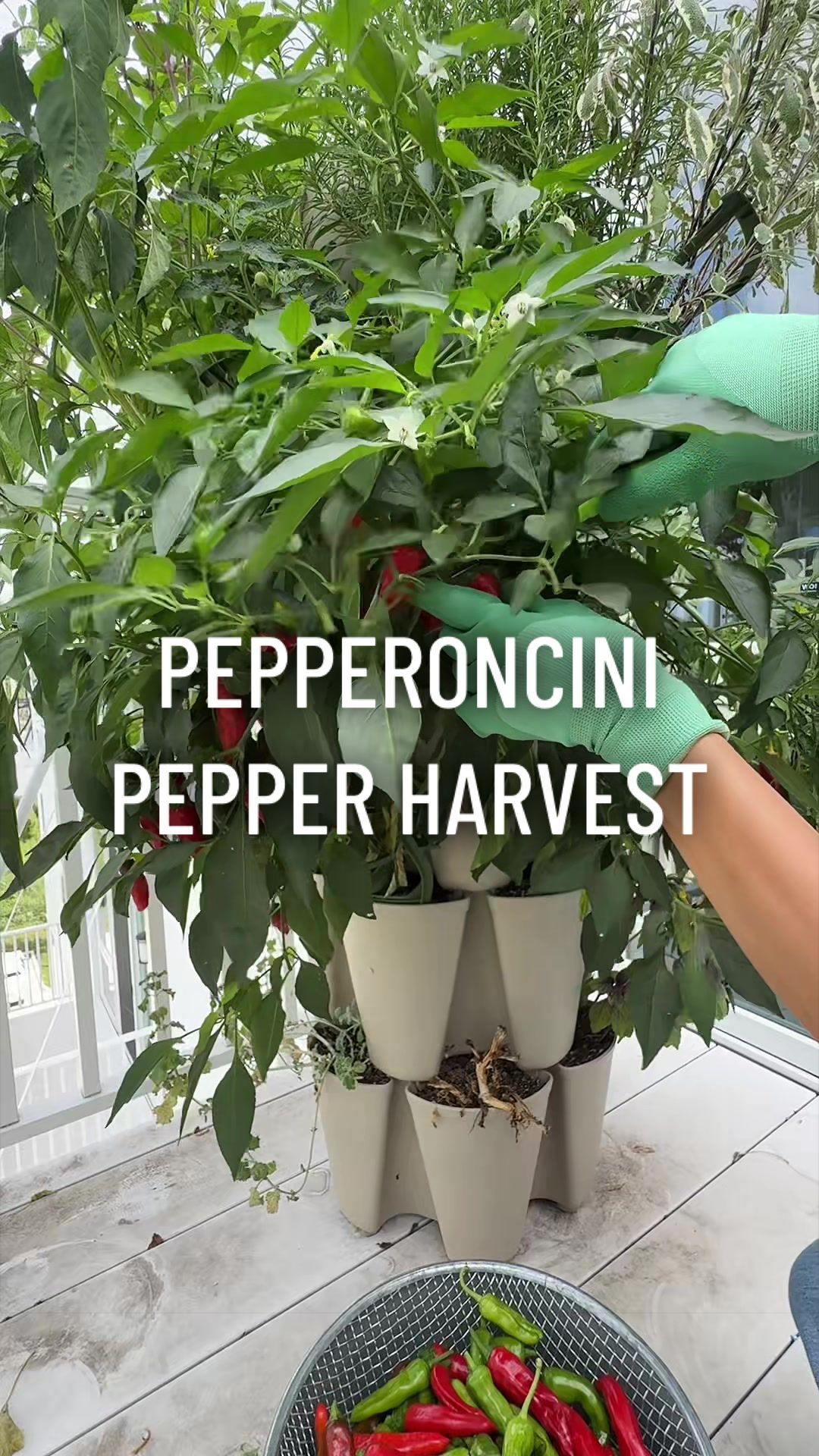 @gardeningindoors