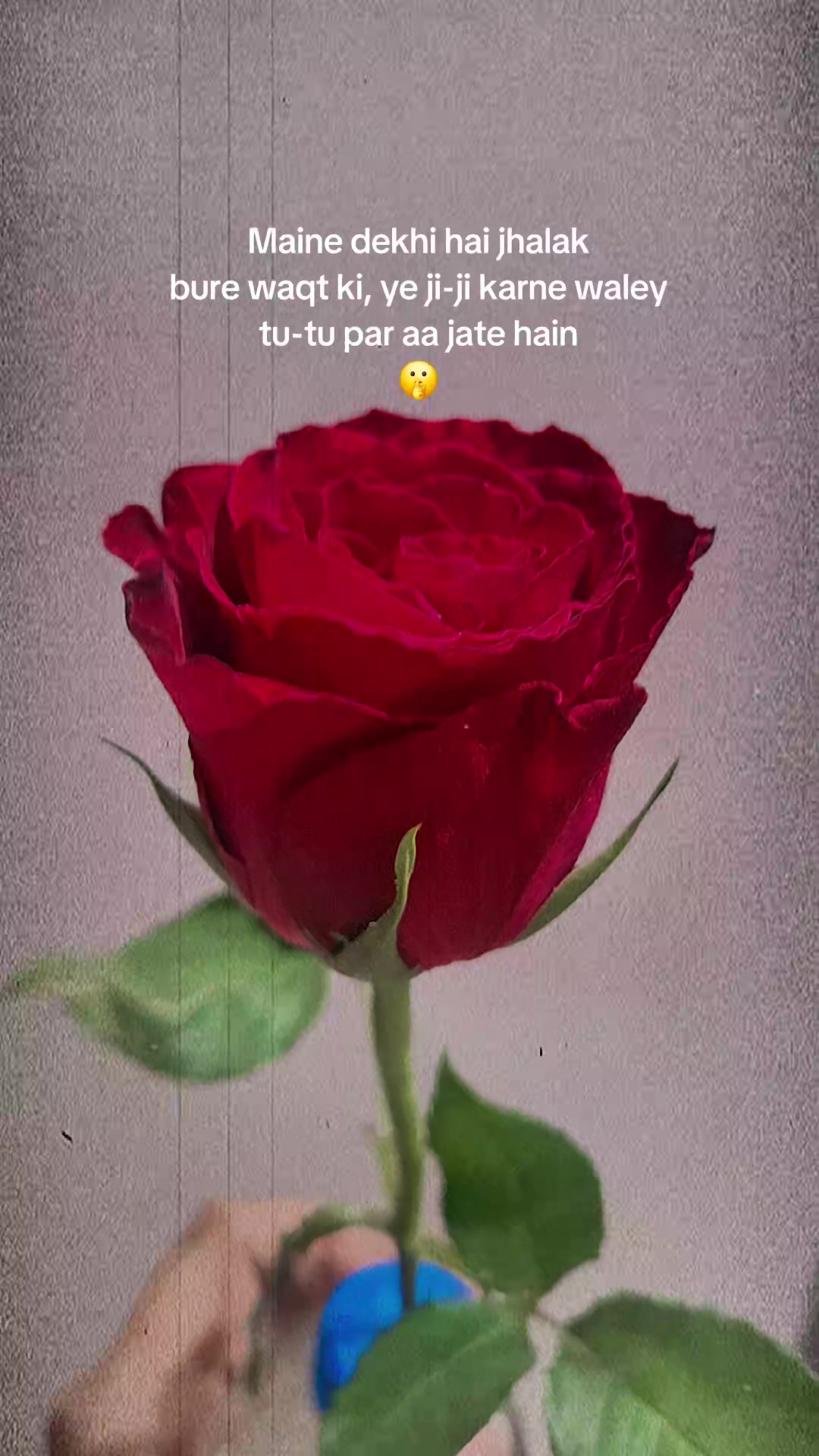 @Rabia Khattak