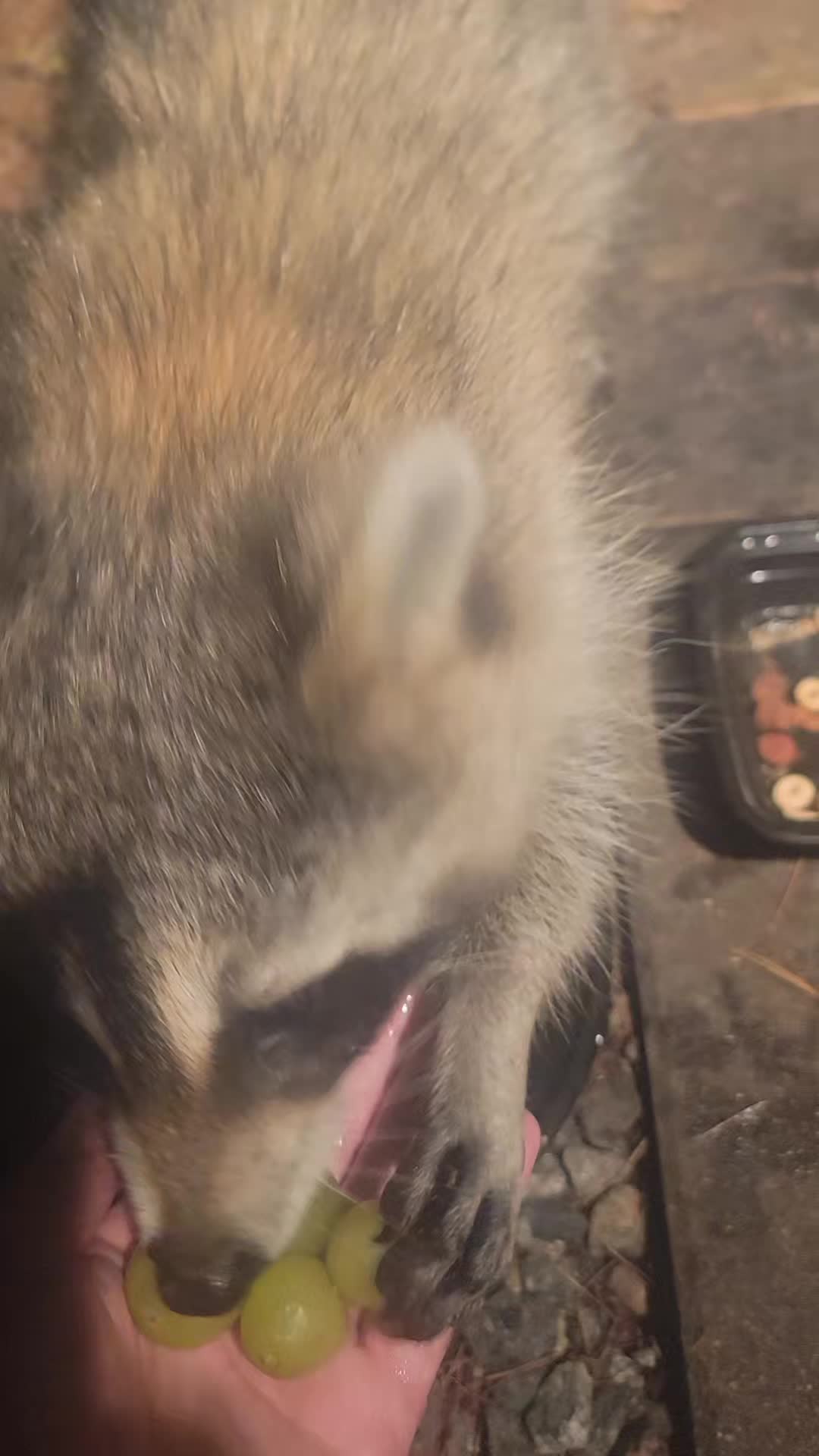 @Your local raccoons