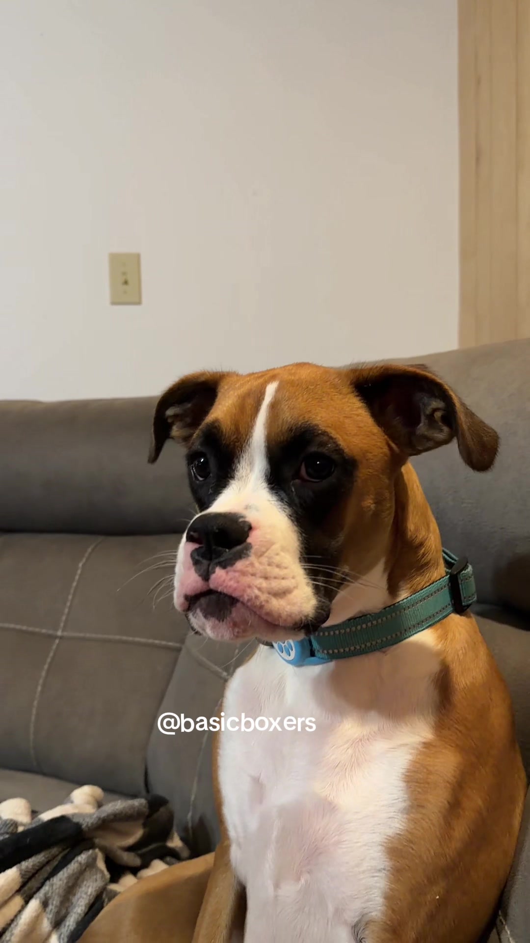 @basicboxers