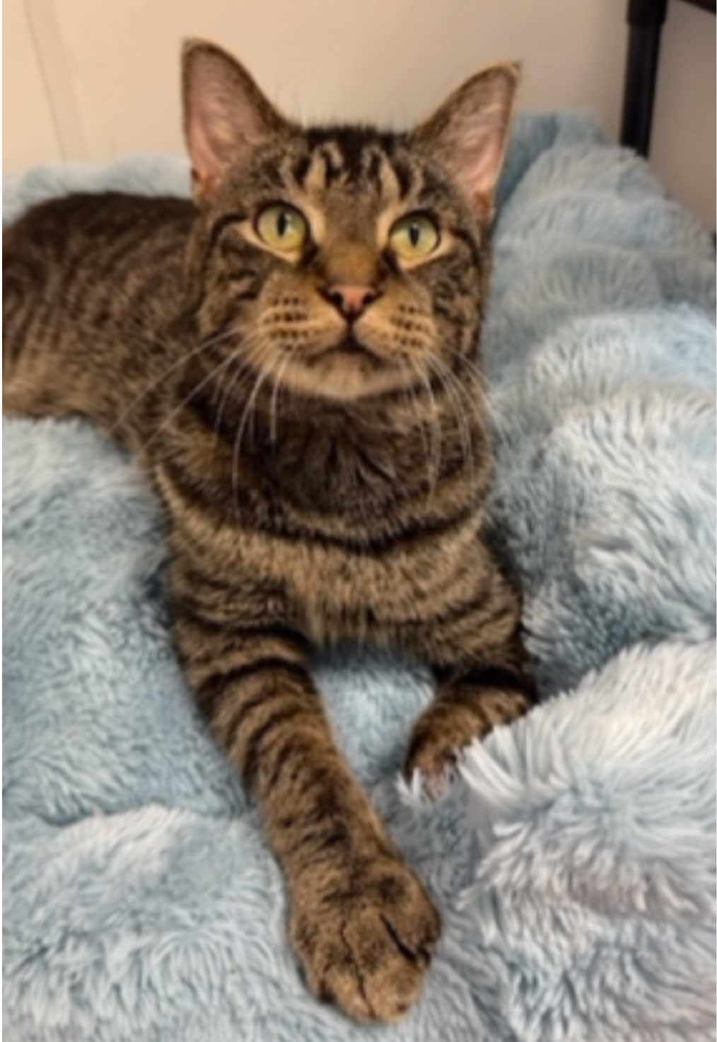 @The Fur Seasons Feline Rescue