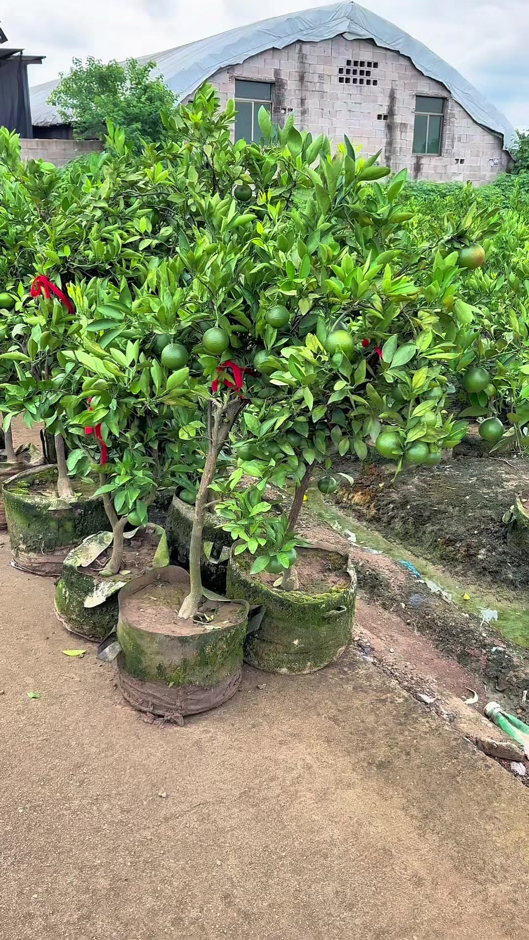 @cacaourell