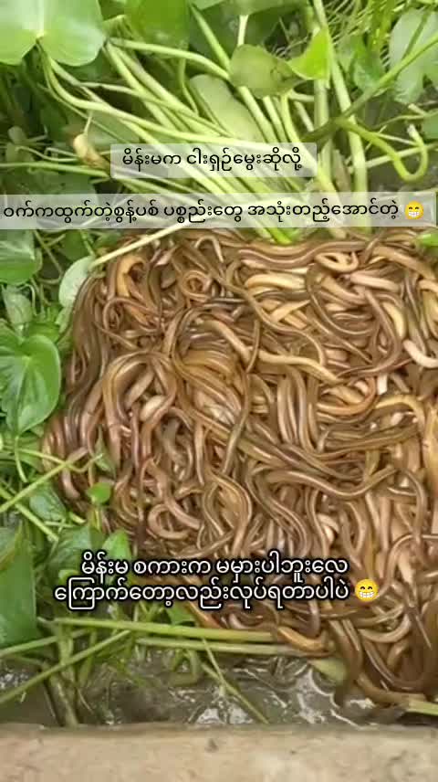 @"ရွှေဖြူးသား"၀က်မွေးမြူရေးခြံ