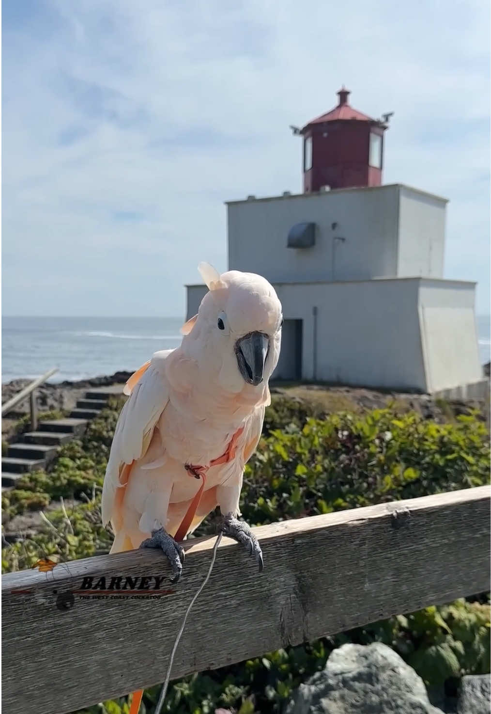 @Barney the West Coast Cockatoo