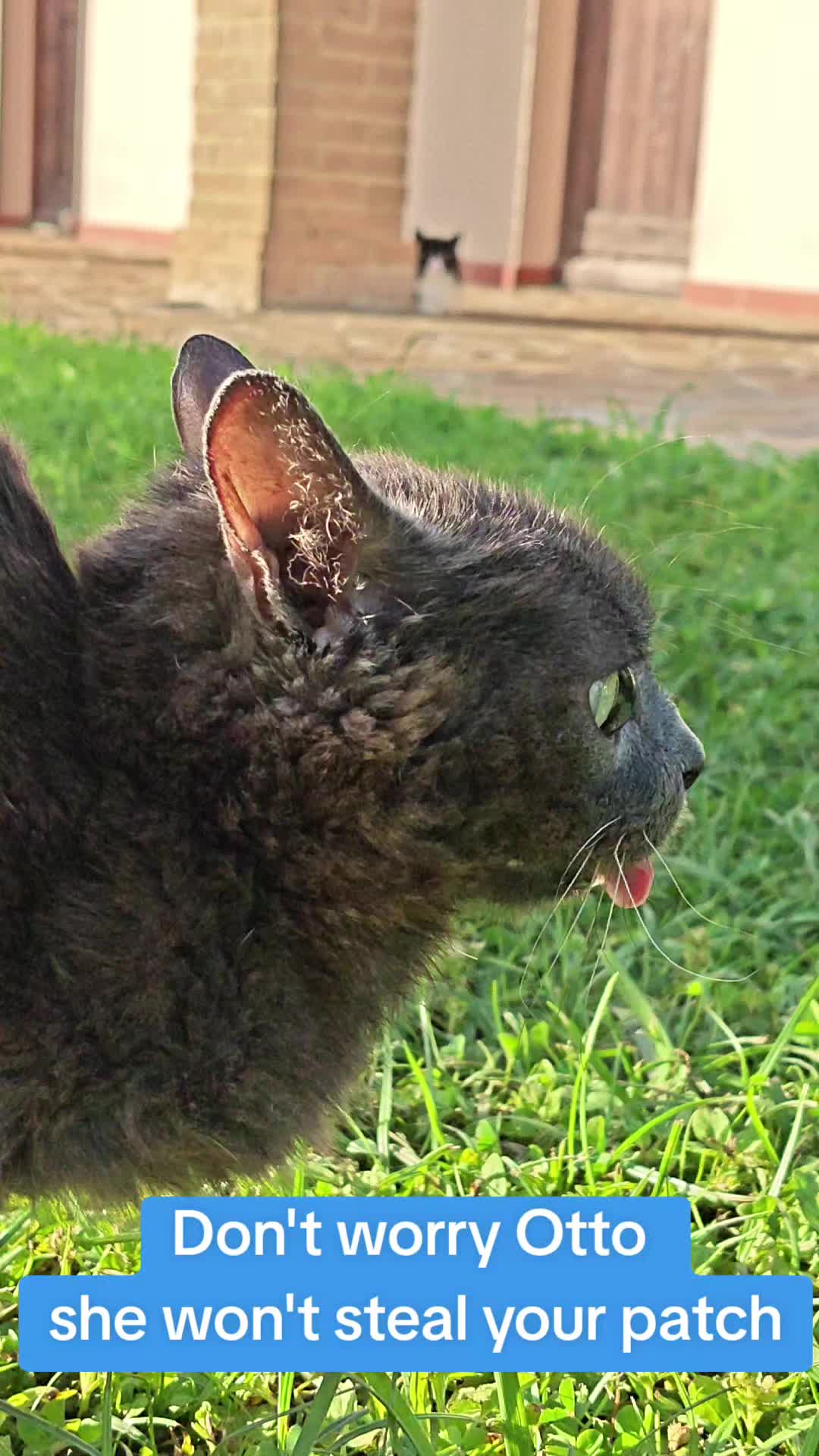 @blu_the_blep
