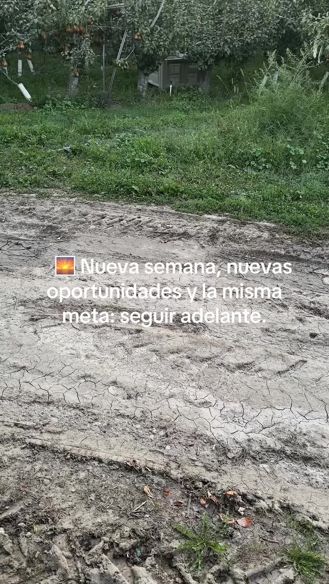 @flaco_S17