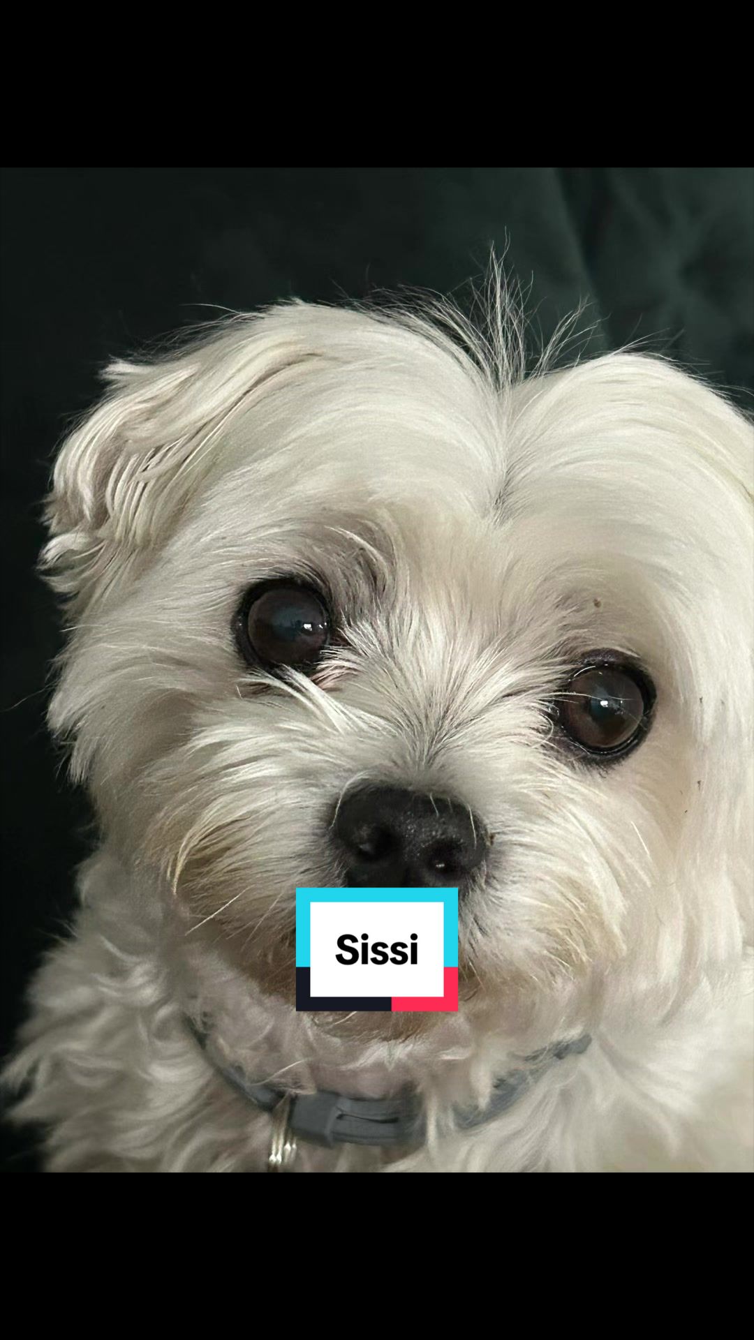 @Sissi