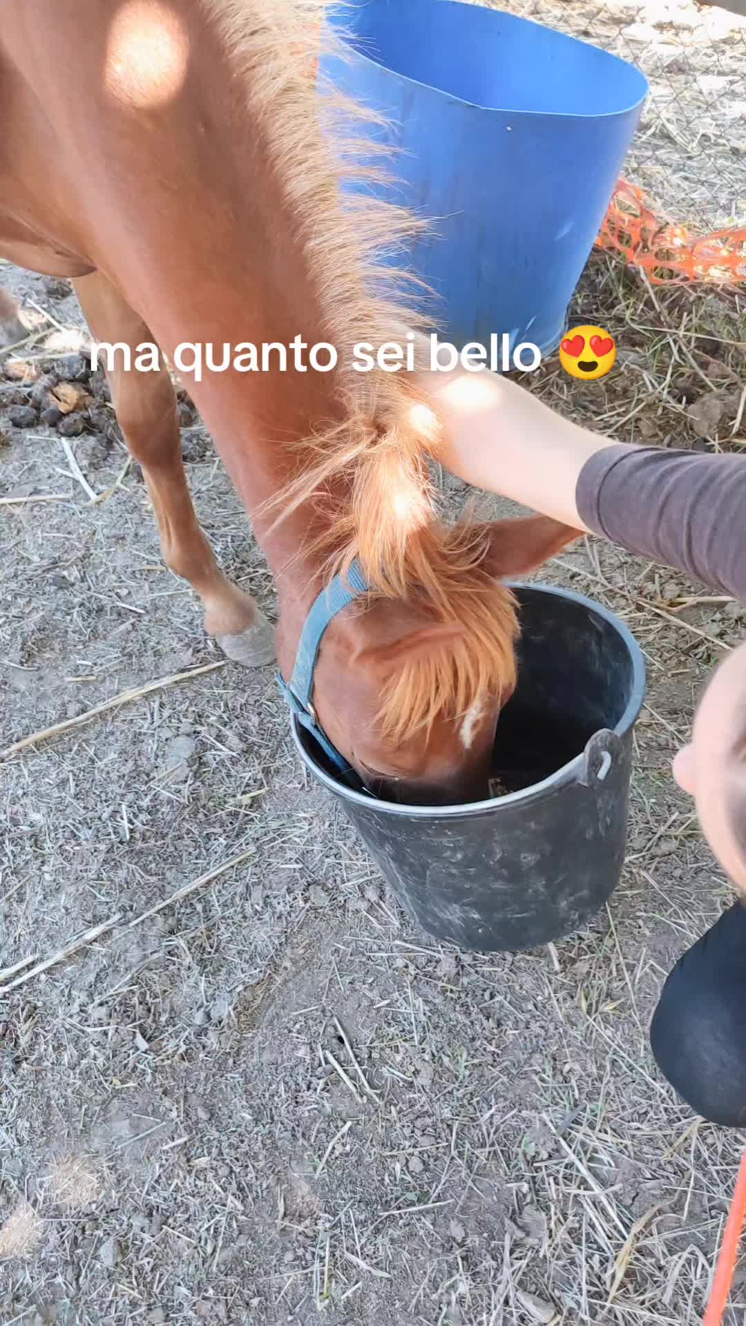 @titty
