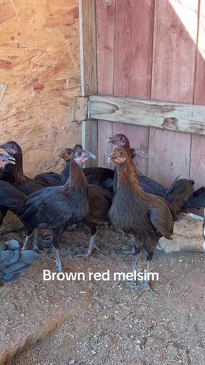 @A.MENDOZA.FARM.USA 74HWY