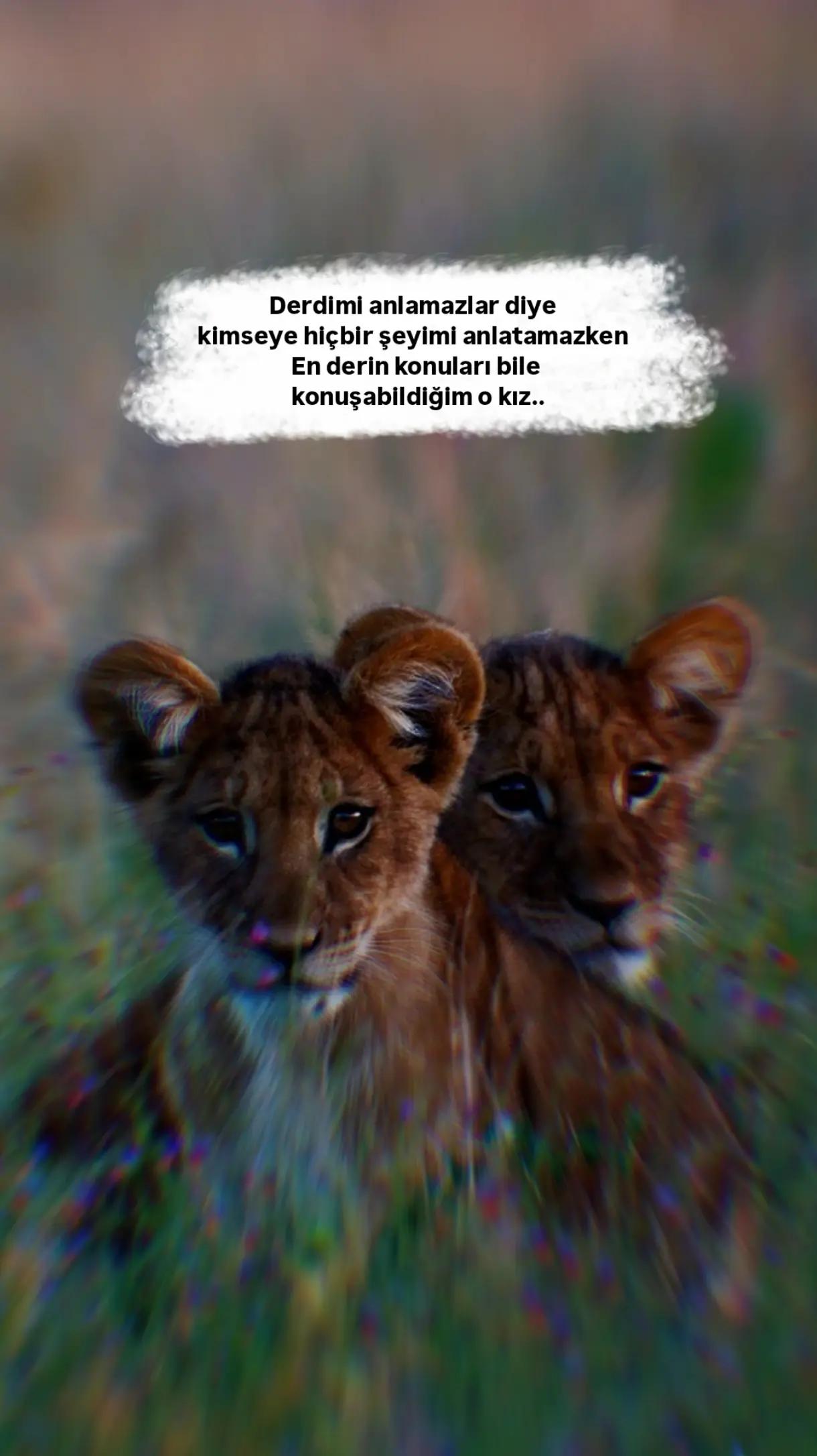 @1siyahsokak
