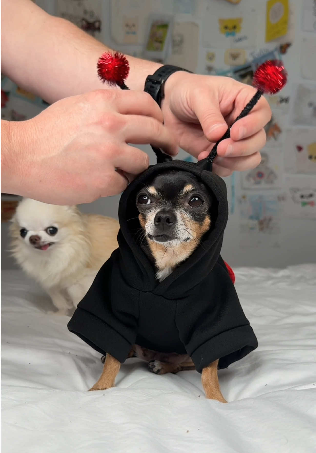 @Tiny Chihuahua Cedric & Maya