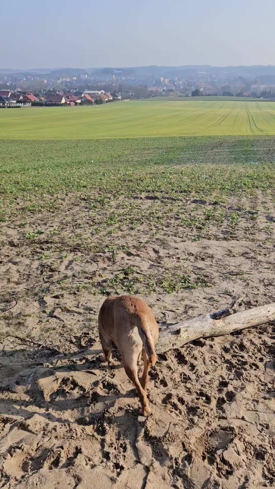 @Poppy Malinois, Korina & 🤡