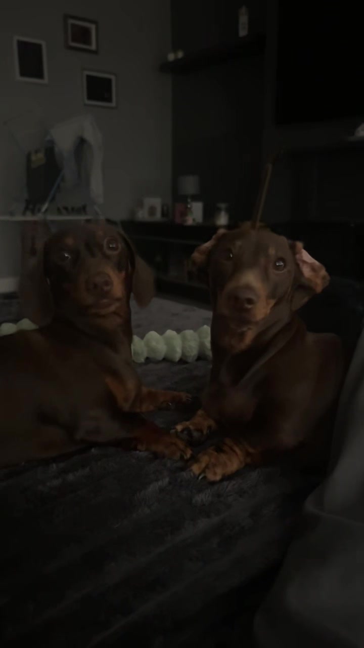@ciciolive_mini_weiners