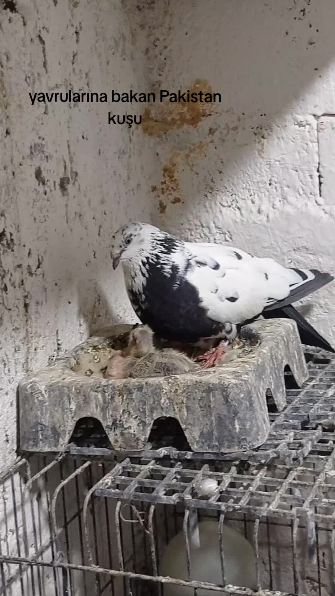@deniz kayıkcı 73