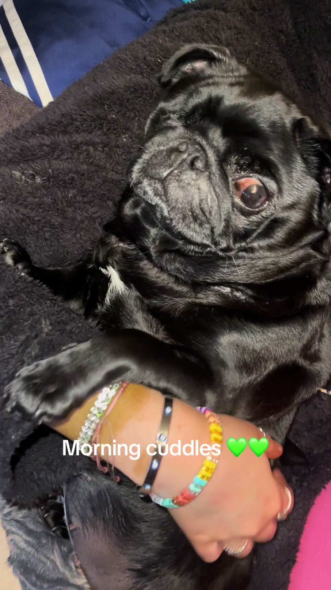 @lulutheboringpug