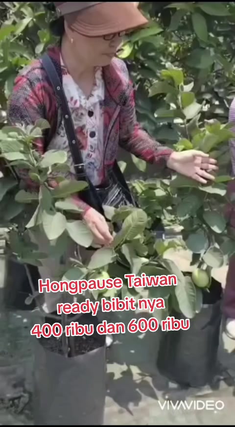 @Bibit khusus samarinda