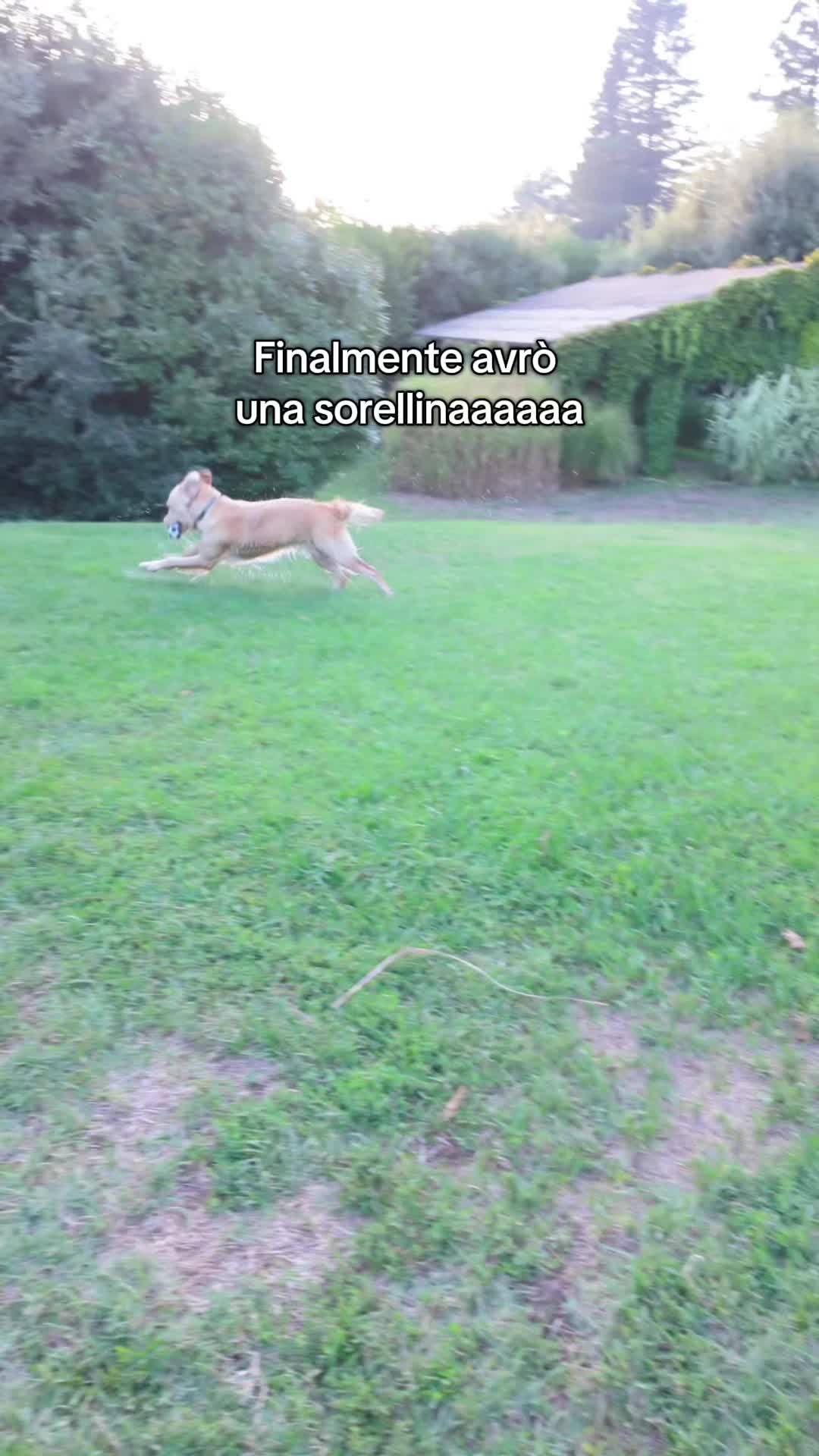 @AMELI(SSA)🐶👧🏻