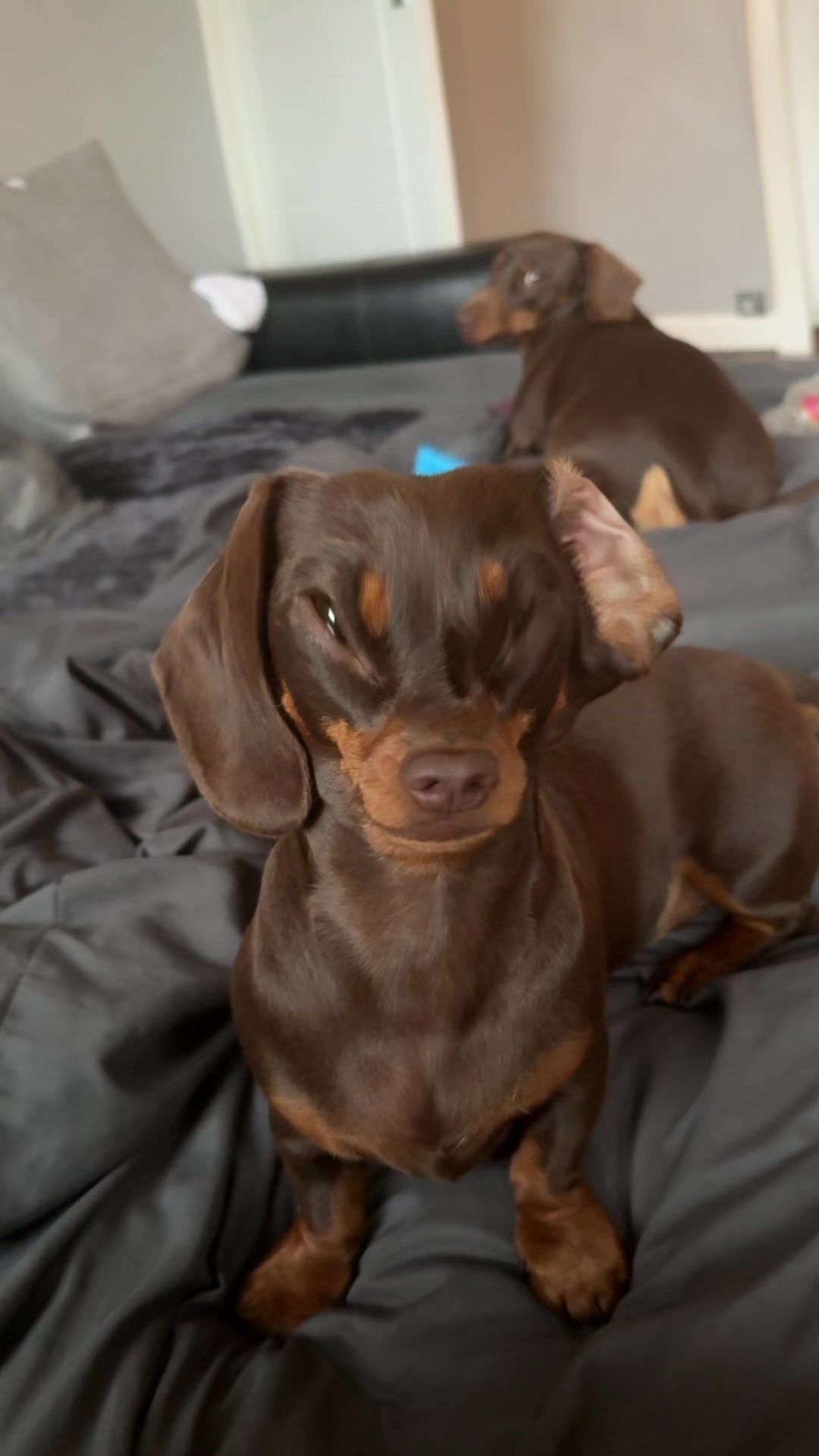 @ciciolive_mini_weiners