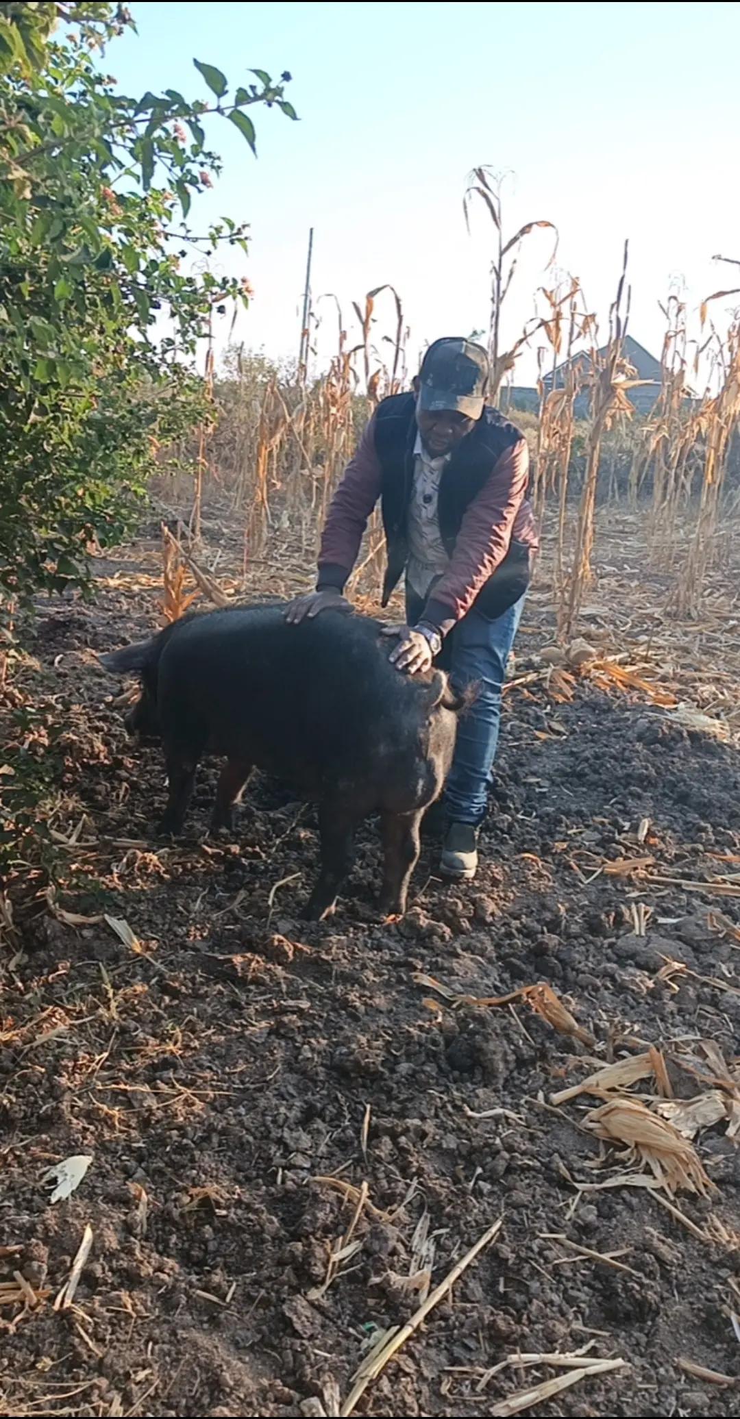 @Pigbreeder